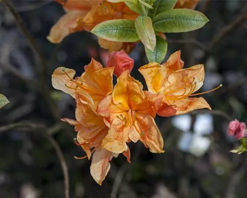 Rhododendron lut.'Glowing Embers' I Rhododendron lut.'Glowing Embers' I
