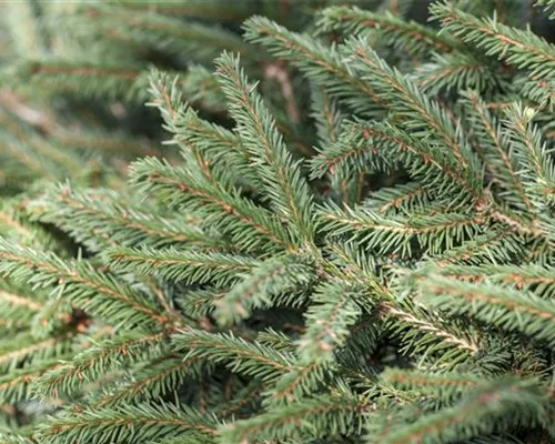 Picea abies 'Nidiformis' Picea abies 'Nidiformis'