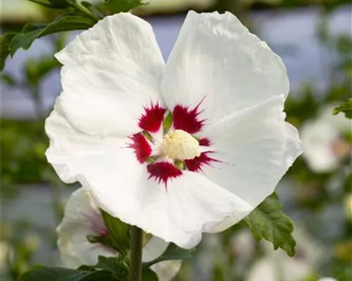 Hibiscus syriacus 'Red Heart'