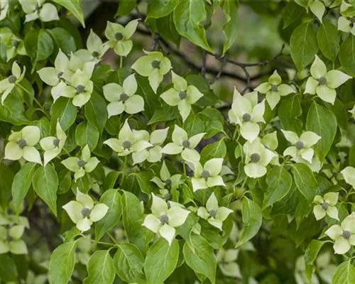 Cornus kousa 'China Girl' Cornus kousa 'China Girl'