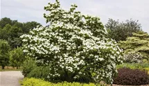 Blumenhartriegel