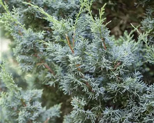 Juniperus chin.'Blaauw' Juniperus chin.'Blaauw'