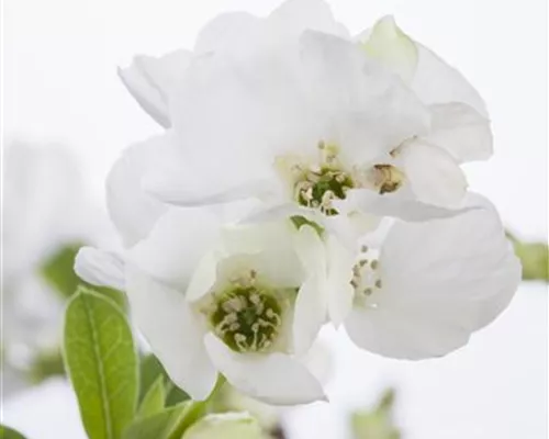 Exochorda racemosa 'Niagara'
