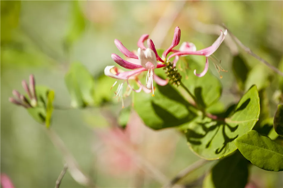 Lonicera heckrottii 'Goldflame' - Baumschule Teuffenbach