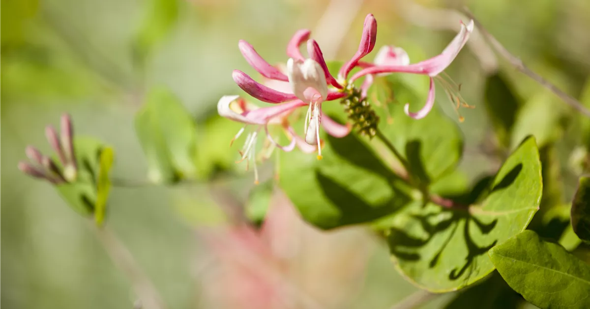 Lonicera heckrottii 'Goldflame' - Baumschule Teuffenbach