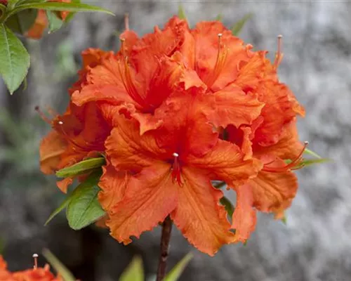 Rhododendron lut.'Golden Eagle' I