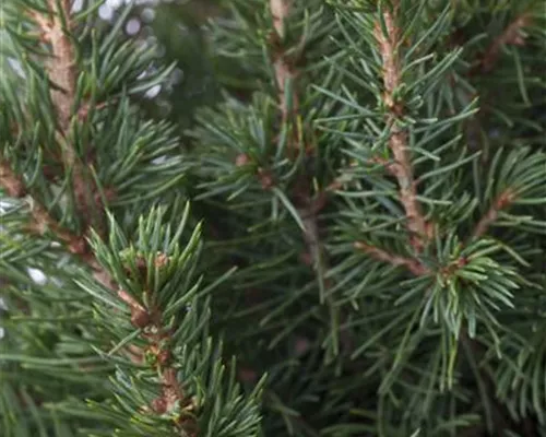 Picea glauca 'Conica' Picea glauca 'Conica'