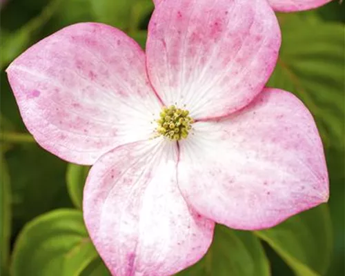 Cornus kousa 'Satomi' Cornus kousa 'Satomi'