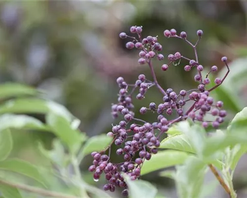 Sambucus nigra