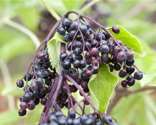 Sambucus nigra 'Haschberg'