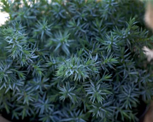 Juniperus chin.'Blue Alps' Juniperus chin.'Blue Alps'