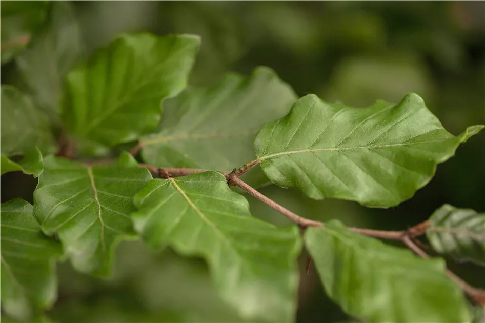 fargesia papyrifera Fargesia 'Rufa' main image 0