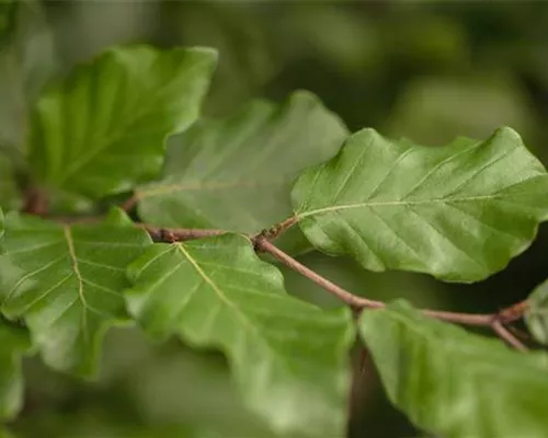 Fagus sylvatica Fagus sylvatica