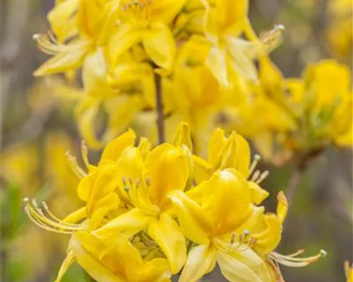 Rhododendron lut.'Golden Sunset' II Rhododendron lut.'Golden Sunset' II