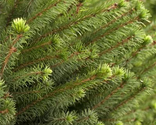 Picea omorika Picea omorika