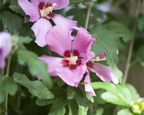 Hibiscus syriacus 'Woodbridge'