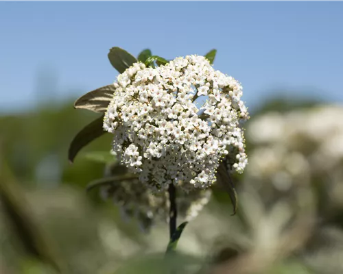 Viburnum 'Pragense'