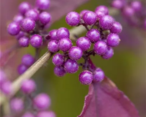 Callicarpa bodinieri 'Profusion' Callicarpa bodinieri 'Profusion'