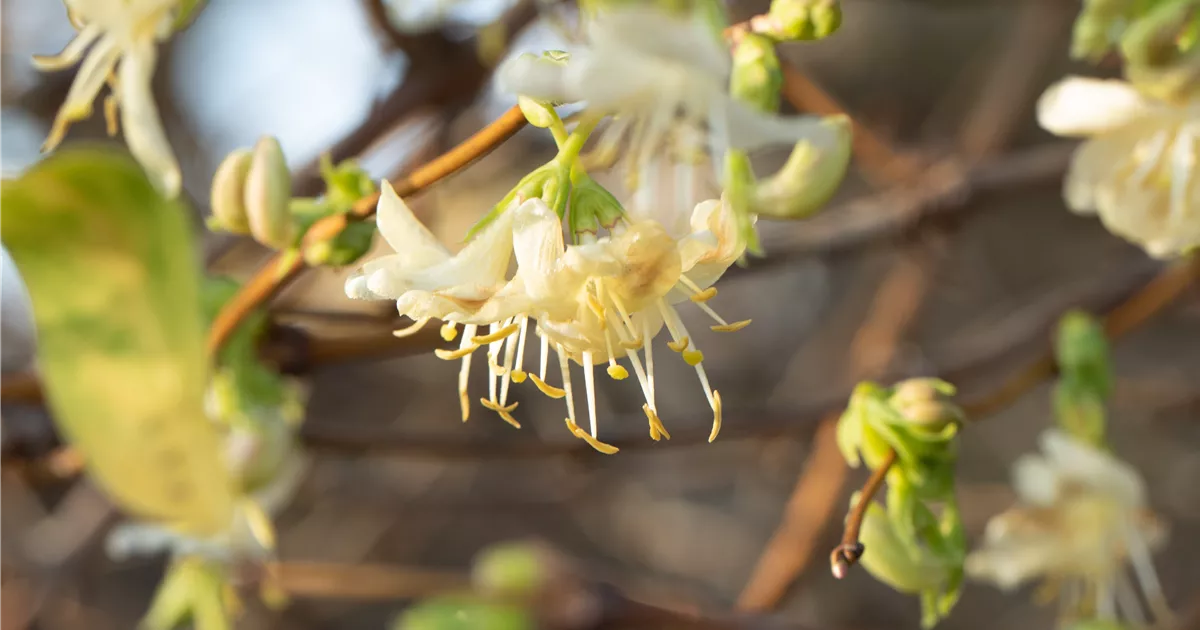 Lonicera purpusii - Baumschule Teuffenbach