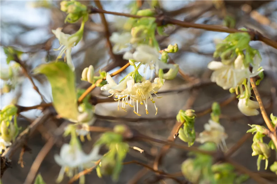 Lonicera purpusii - Baumschule Teuffenbach