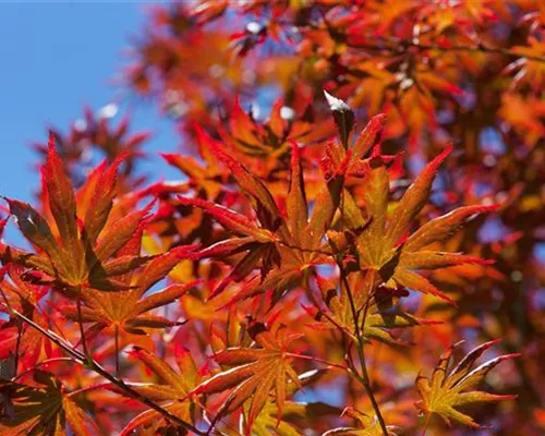 Acer palmatum 'Trompenburg'