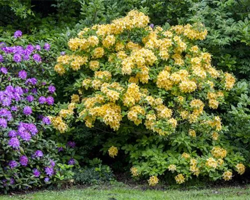 Rhododendron lut.'Goldpracht' II Rhododendron lut.'Goldpracht' II