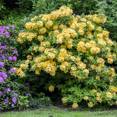 Rhododendron lut.'Goldpracht' II