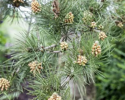 Pinus heldreichii var.leucodermis Pinus heldreichii var.leucodermis