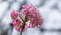 Rosa Duftschneeball