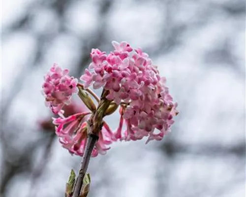 Viburnum bodnantense