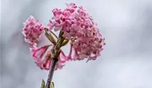 Rosa Duftschneeball