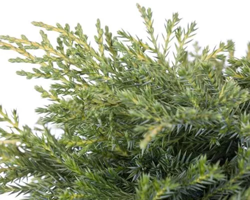 Juniperus chin. 'flacher Typ' Juniperus chin. 'flacher Typ'
