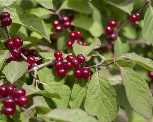 Lonicera xylosteoides 'Clavey's Dwarf'
