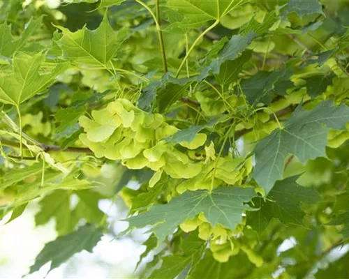 Acer platanoides Acer platanoides