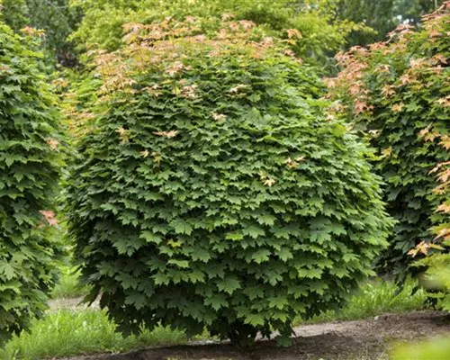Acer platanoides 'Globosum' Acer platanoides 'Globosum'