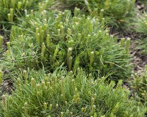 Pinus mugo mughus Pinus mugo mughus