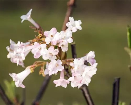 Viburnum bodnantense 'Charles Lamont'