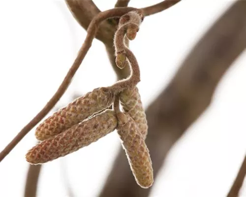 Corylus av.'Contorta'