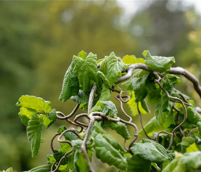 Beliebte Laubgehölze für den eigenen Garten