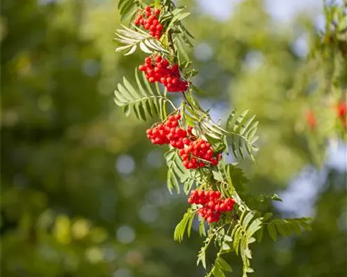 Sorbus aucuparia Sorbus aucuparia