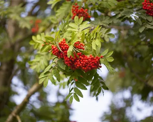 Sorbus aucuparia 'Edulis' Sorbus aucuparia 'Edulis'