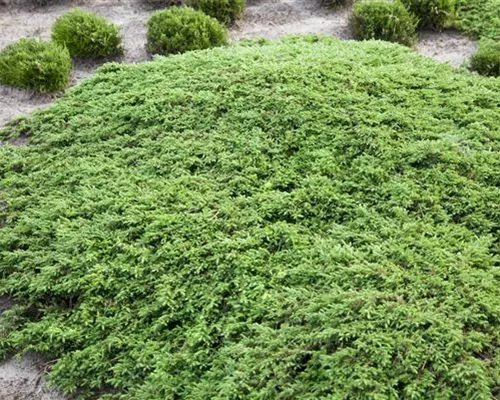 Juniperus com.'Green Carpet' Juniperus com.'Green Carpet'