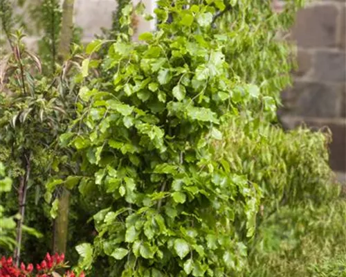Fagus sylvatica 'Dawyck'