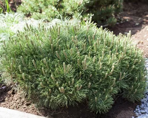 Pinus mugo pumilio Pinus mugo pumilio