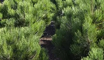 Pinus Mugo 'Pumilio' Kriech-Kiefer – Winterhart, Immergrünes Zwerggehölz 20-25 Cm Für Steingarten & Kübel