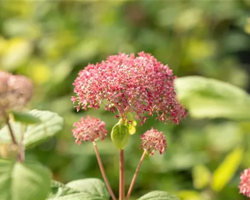 Hydrangea arbor.'Pink Annabelle' -R-