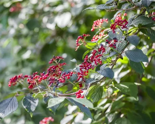 Viburnum lantana Viburnum lantana