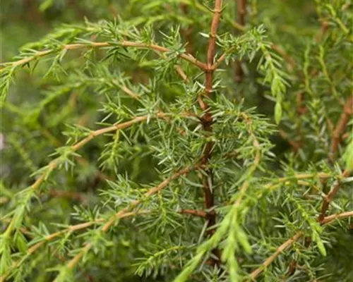 Juniperus com.'Hibernica' Juniperus com.'Hibernica'