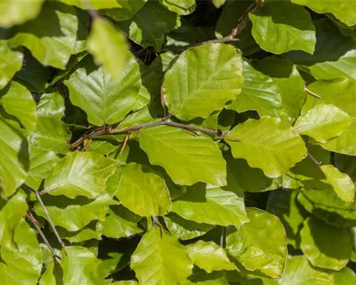 Fagus sylvatica 'Dawyck Gold'