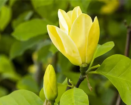 Magnolia 'Sunsation'